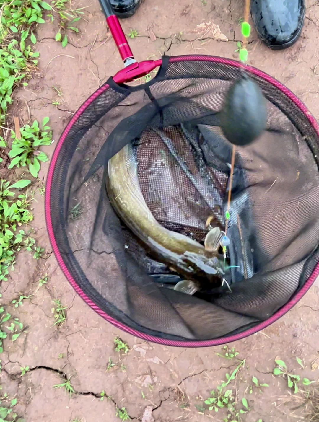 手线钓黑鱼鲶鱼详细教程,钓法选则,挂钩用饵,选时选位