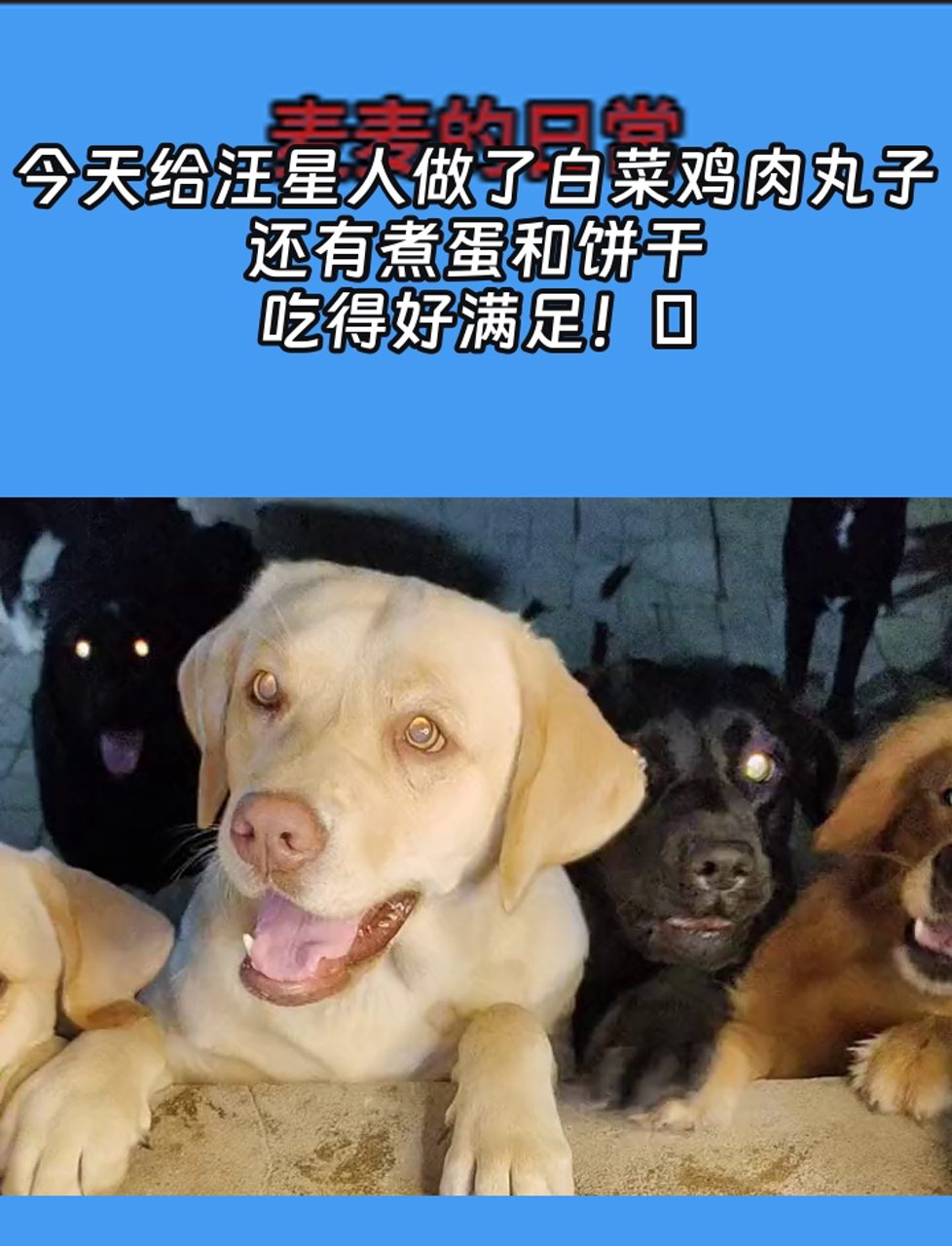 今天给汪星人做了白菜鸡肉丸子,还有煮蛋和饼干,吃得好满足!