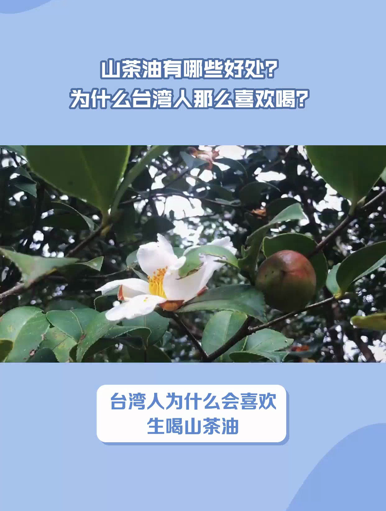 山茶油的七大功效与作用