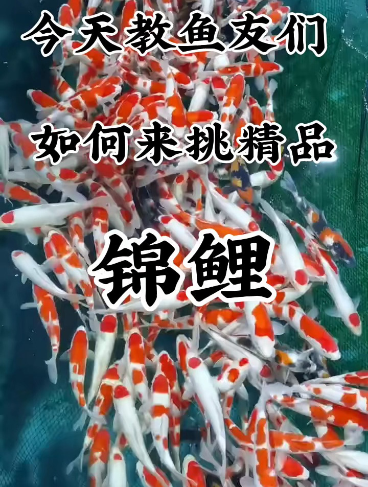 记录生活 好多鱼友们都不懂怎么挑选锦鲤,今天我来教大家