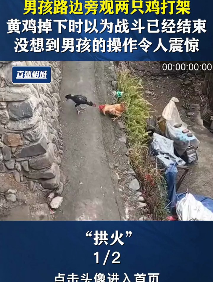 男孩路边旁观两只鸡打架,黄鸡掉下那一刻以为战斗结束了