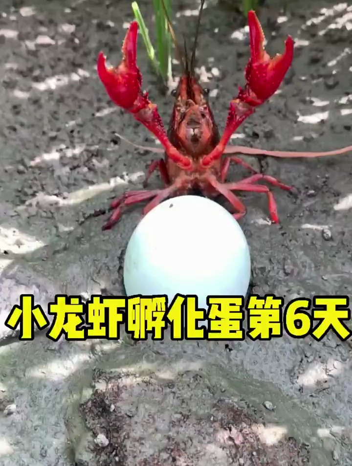 小龙虾孵化蛋第6天