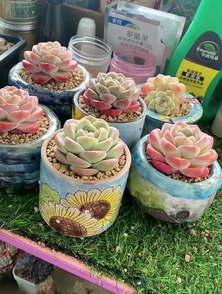冰玉各种形态,从小苗到成人,直到出状态,欢迎姐妹留言评论哦!