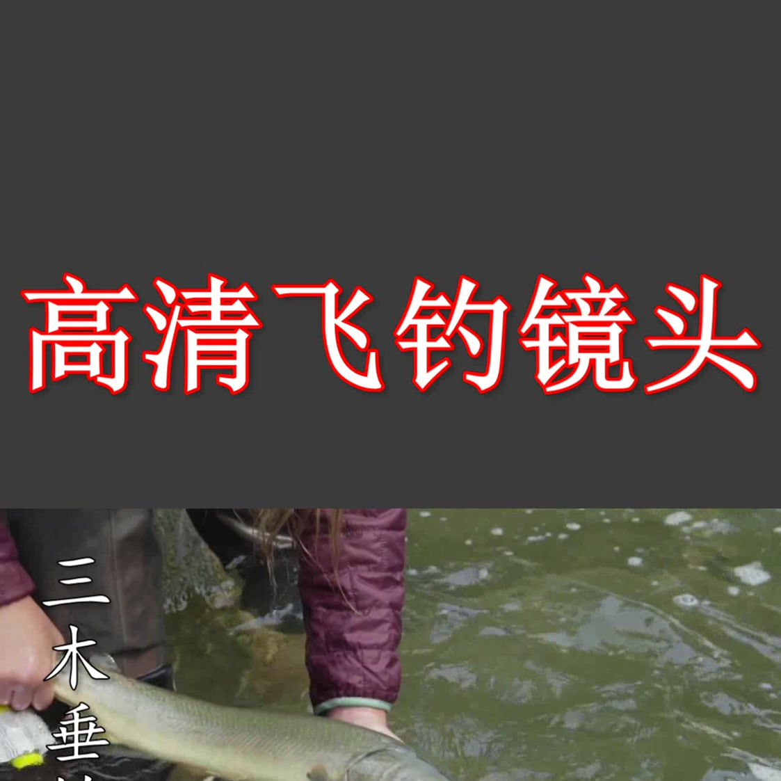 高清飞钓镜头! 静谧的森林,清澈的溪水,一幅人间天堂,描绘在你面前! ##钓鱼# #户外#