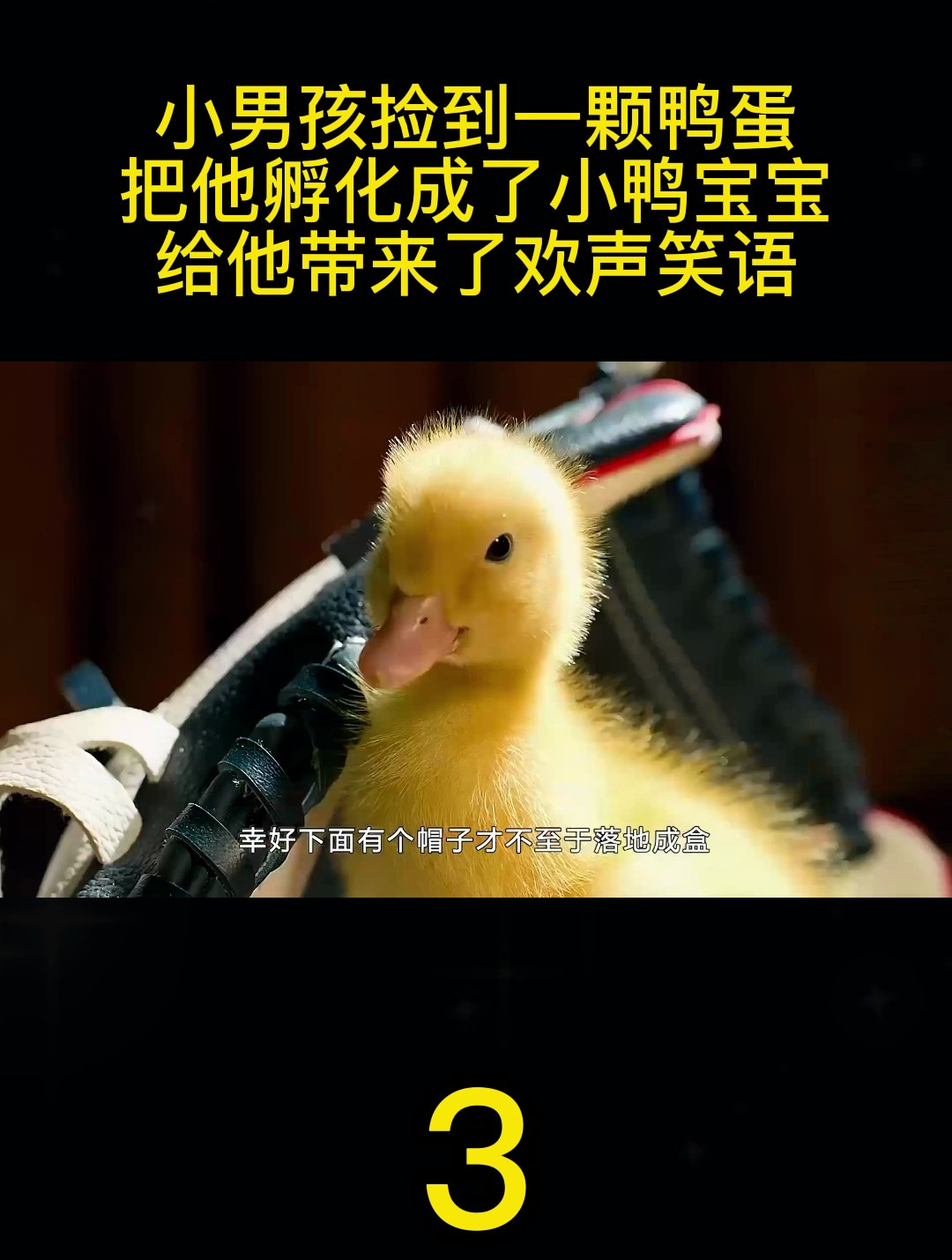 小男孩孵化小鸭宝宝,感动千万人!