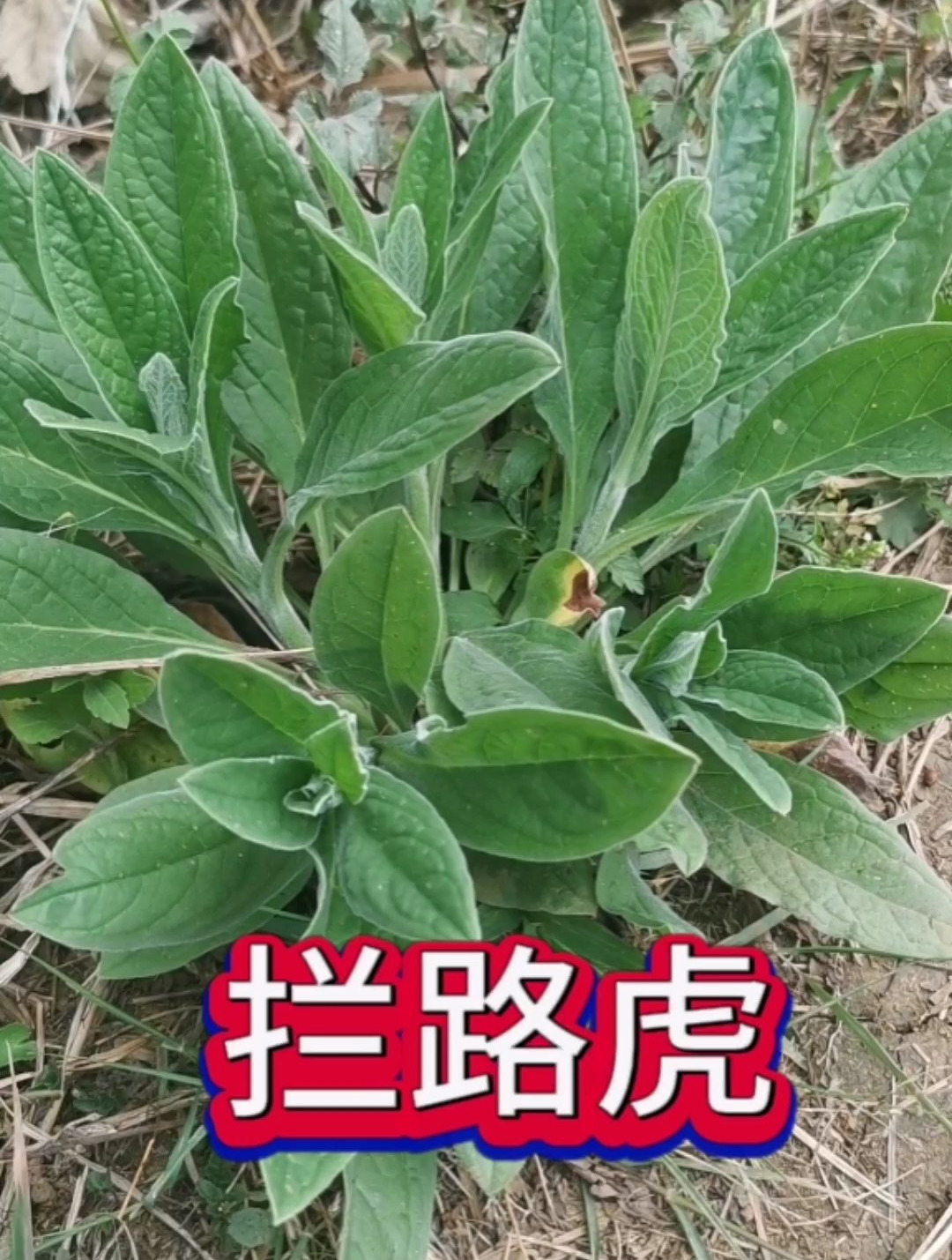 大名鼎鼎的倒提壶竟然是这个,以为多珍贵呢,原来路边就有!