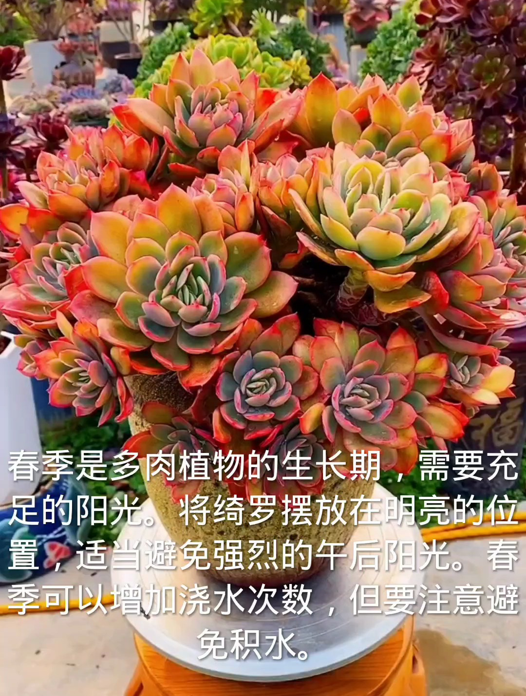 春季是多肉绮罗关键的生长季节,该怎么养护呢?一条视频告诉你!