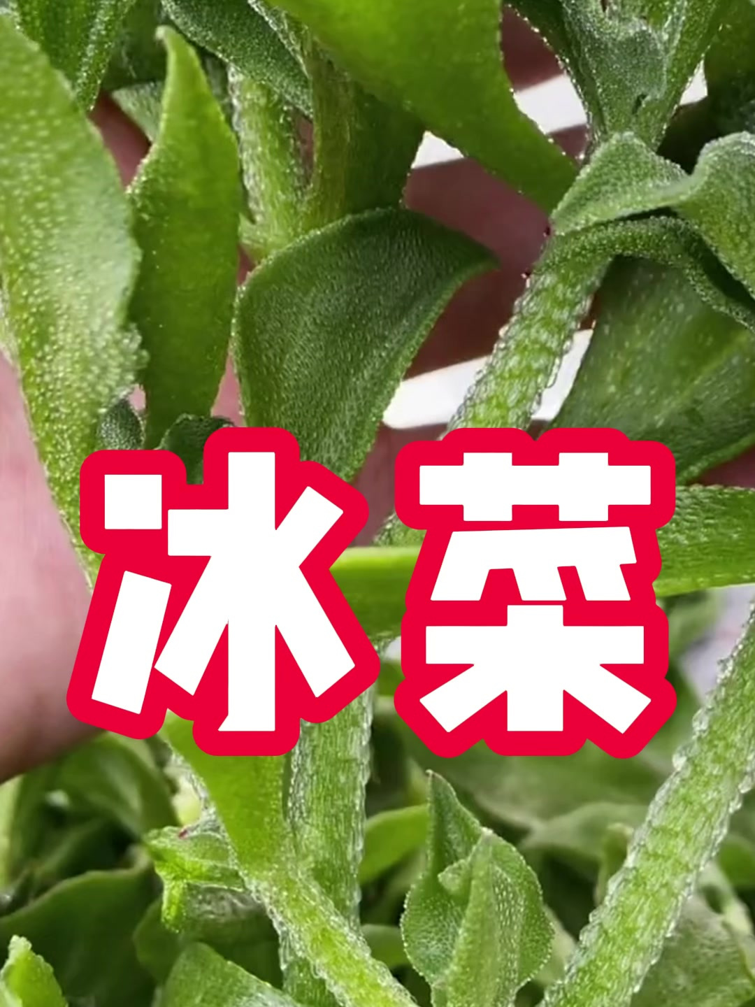 种一棵就够全家人吃的冰菜 自带咸味