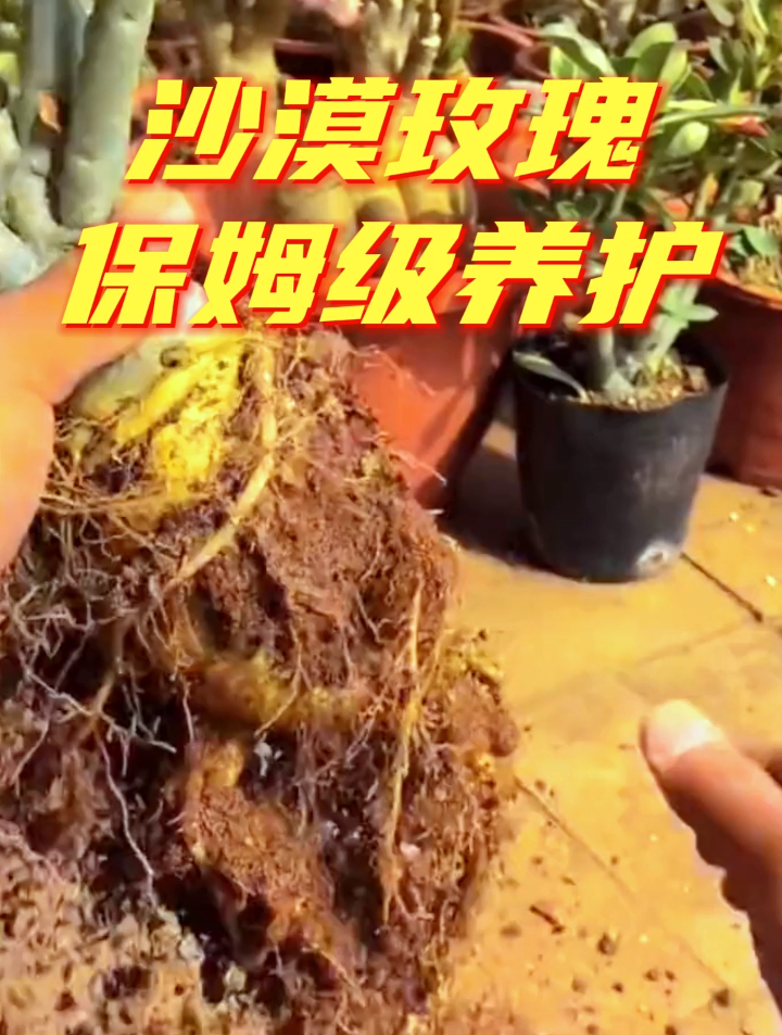 新手养沙漠玫瑰,4个关键步骤不能省,玫瑰才能生长旺盛,开爆盆~