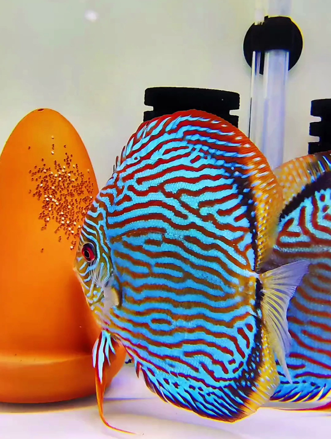 七彩神仙鱼的繁殖？透露一些关于七彩神仙鱼繁殖的纯干货，神仙鱼