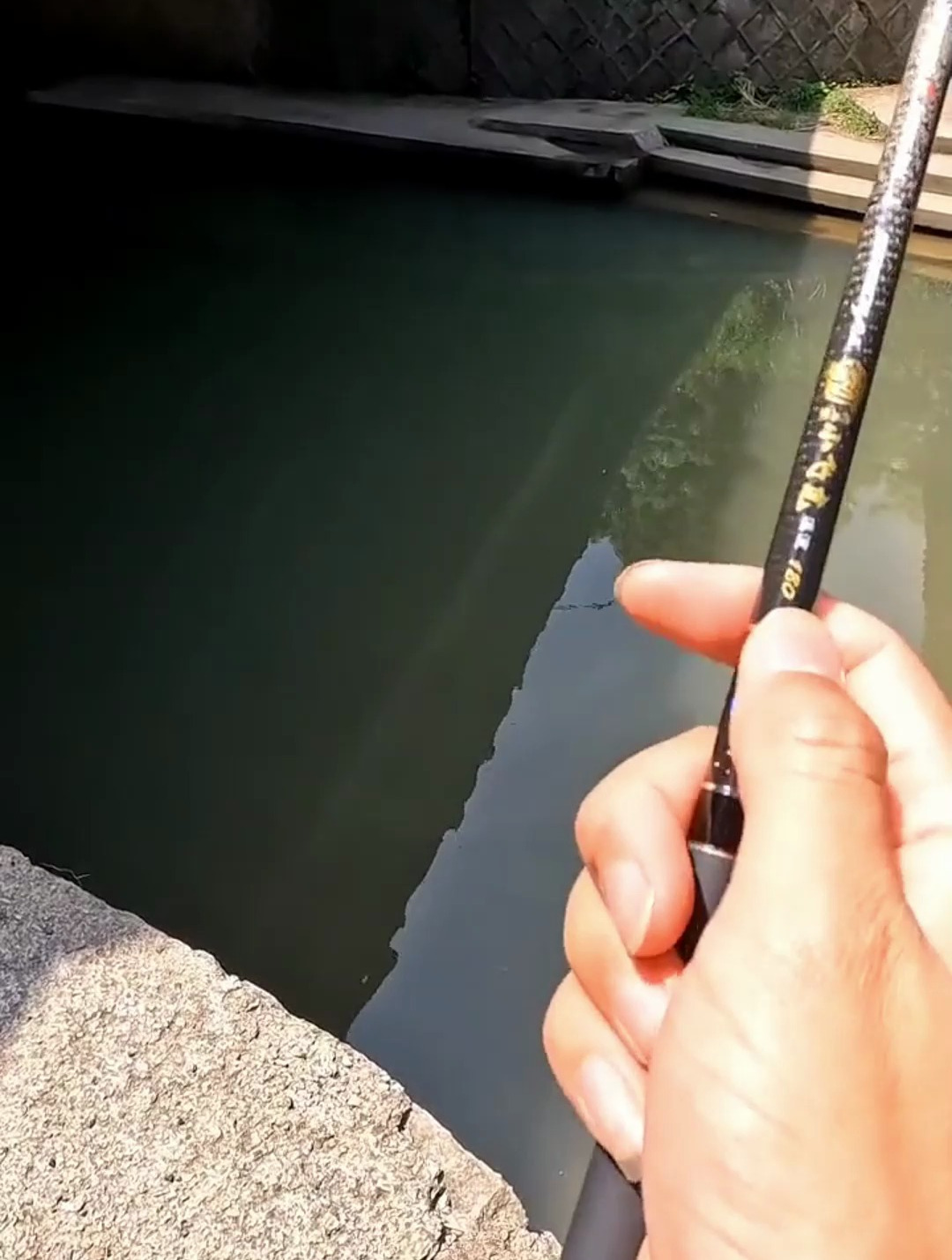 包含8种鳑鲏十几个鱼种的河沟,你不想体验一下吗?有品种介绍