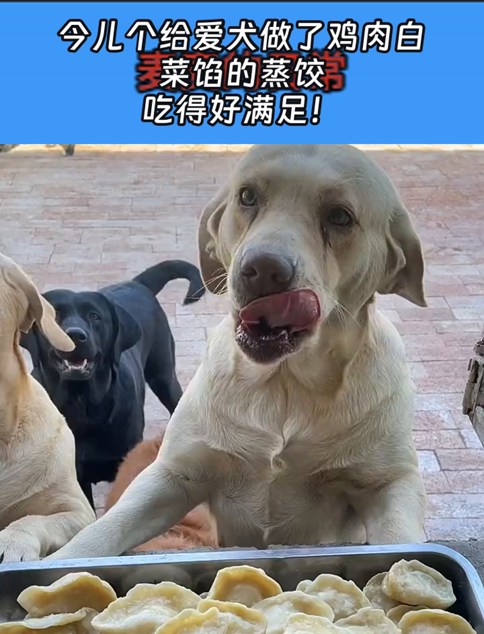 今儿个给爱犬做了鸡肉白菜馅的蒸饺,吃得好满足!