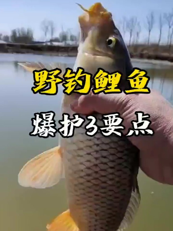野钓鲤鱼爆护掌握这三个要点,想不爆护都难