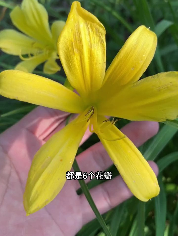 黄花菜怎么吃最好?都拿它当蔬菜吃,有多少人知道它是中药材的?