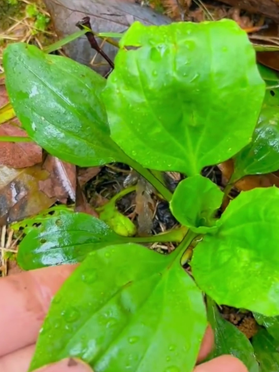种常见野菜,你了解多少?
