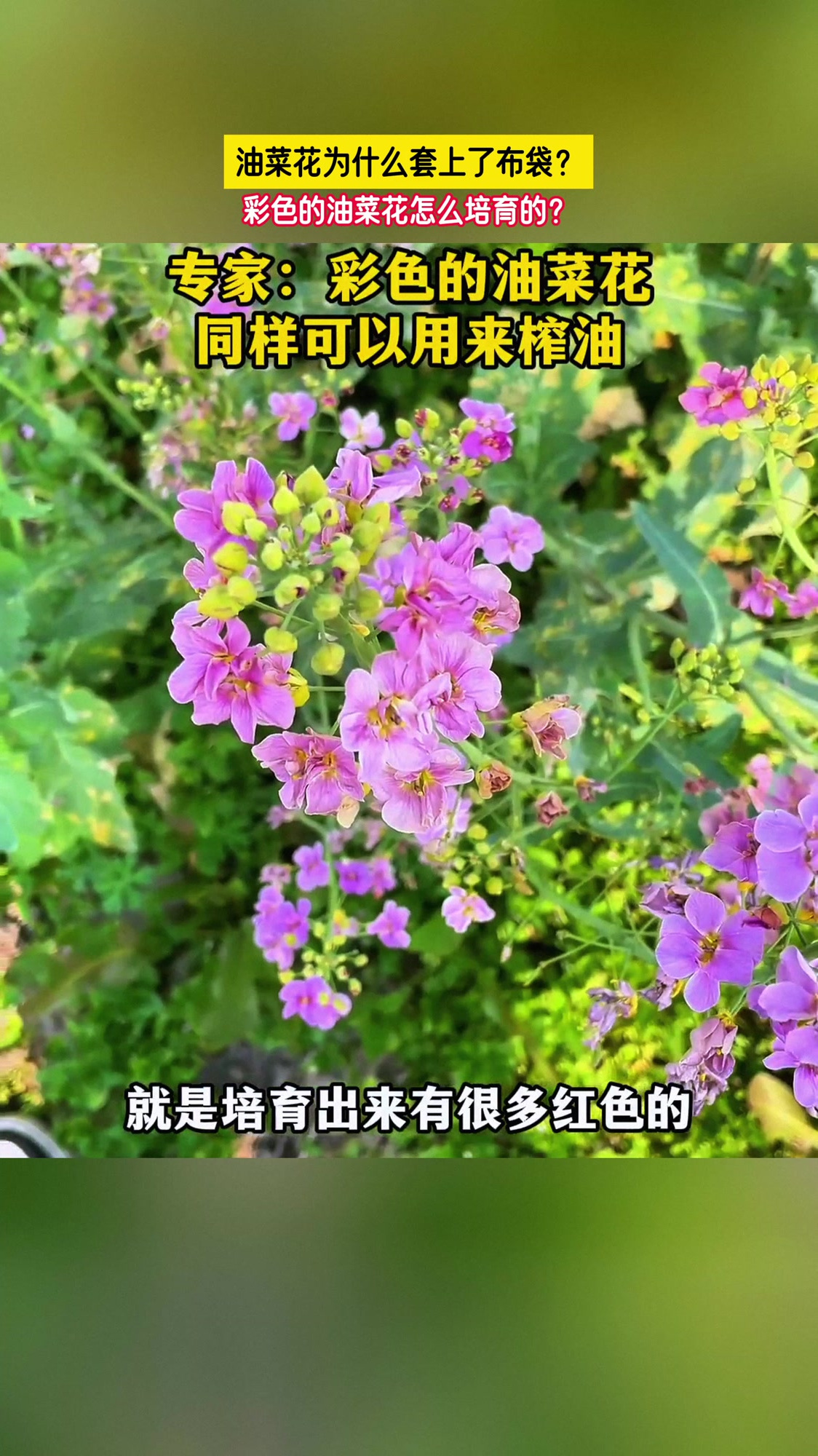 油菜花为什么套上了布袋?彩色的油菜花怎么培育的?