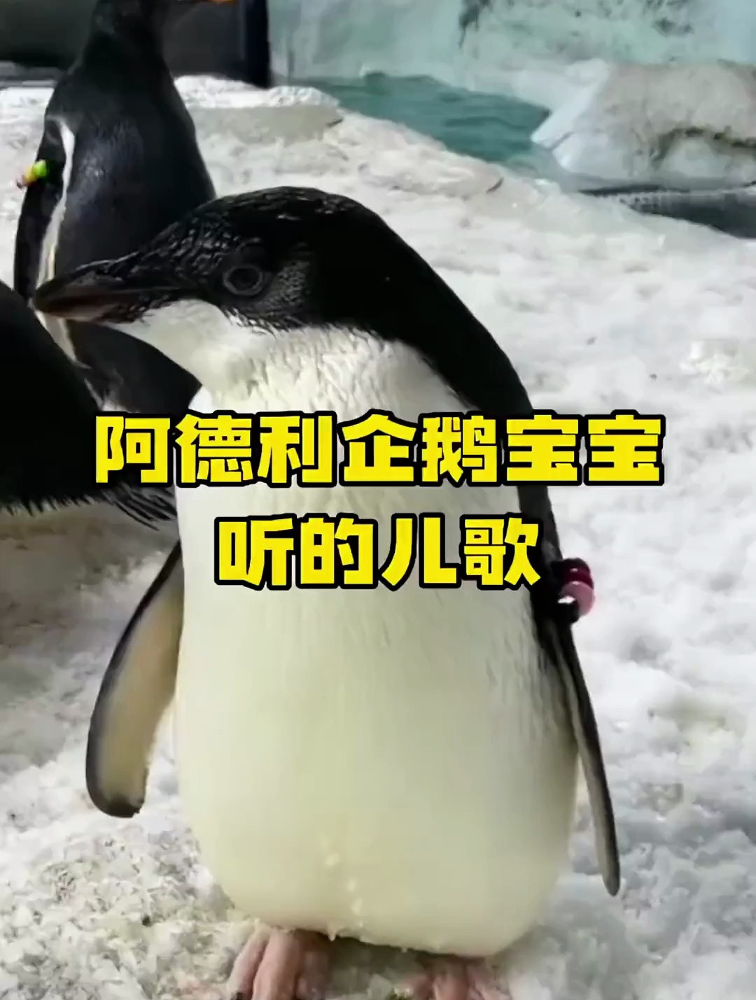 阿德利企鹅宝宝听的儿歌