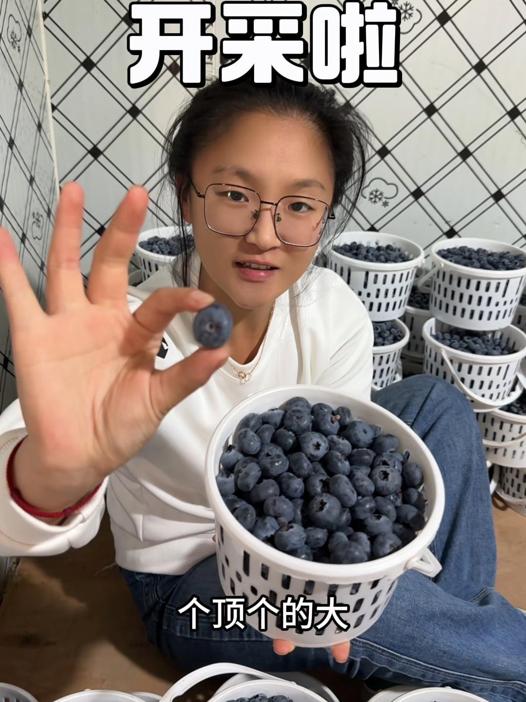 等不及了吧!花香蓝莓开采啦 花香蓝莓 蓝莓园 新鲜采摘
