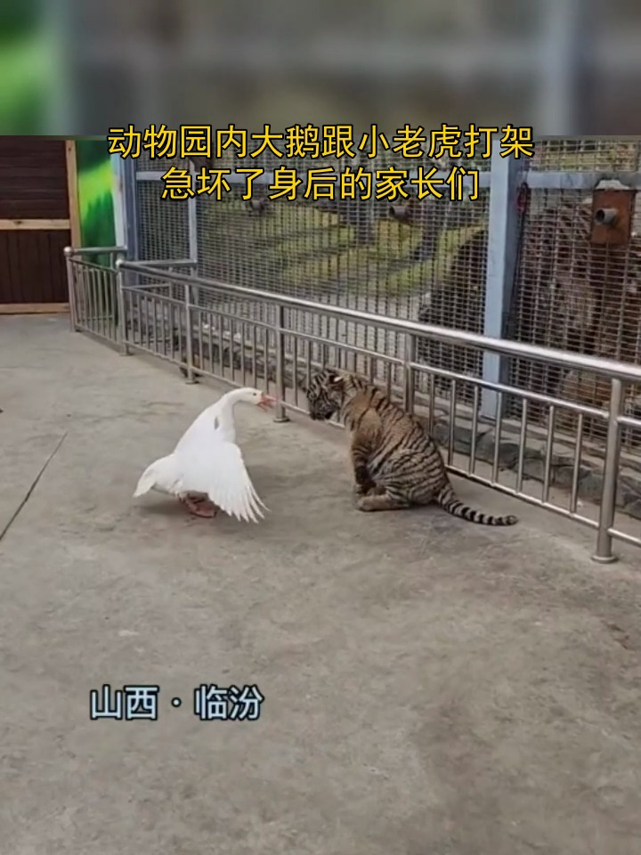 动物园内大鹅跟小老虎打架,急坏了身后的家长们