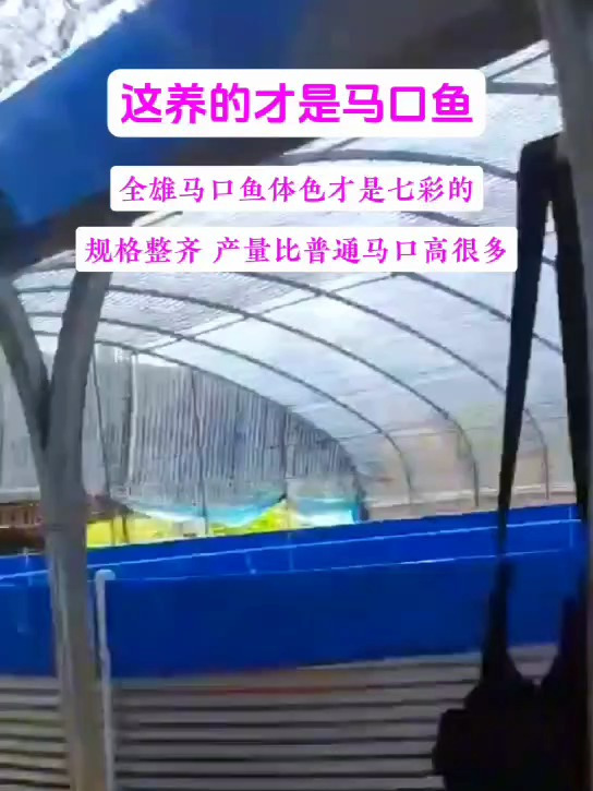 马口鱼有普通马口鱼与全雄马口鱼之分养马口当然就要养全雄马口鱼