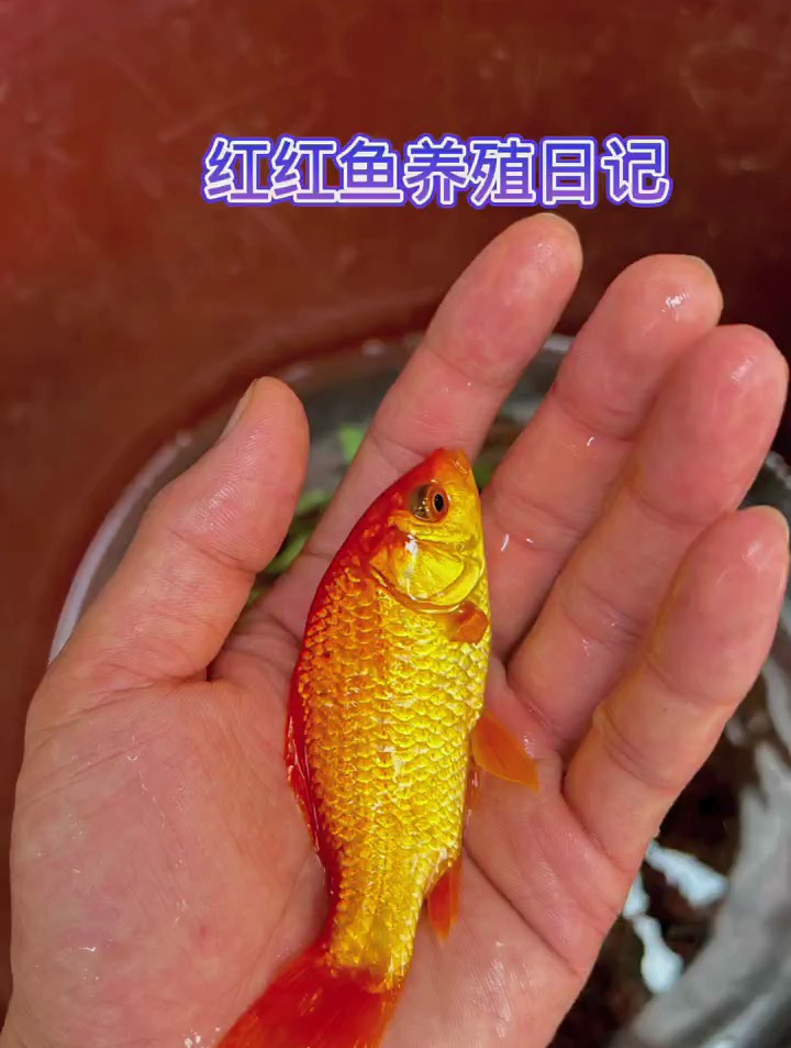 红红鱼的养殖日记