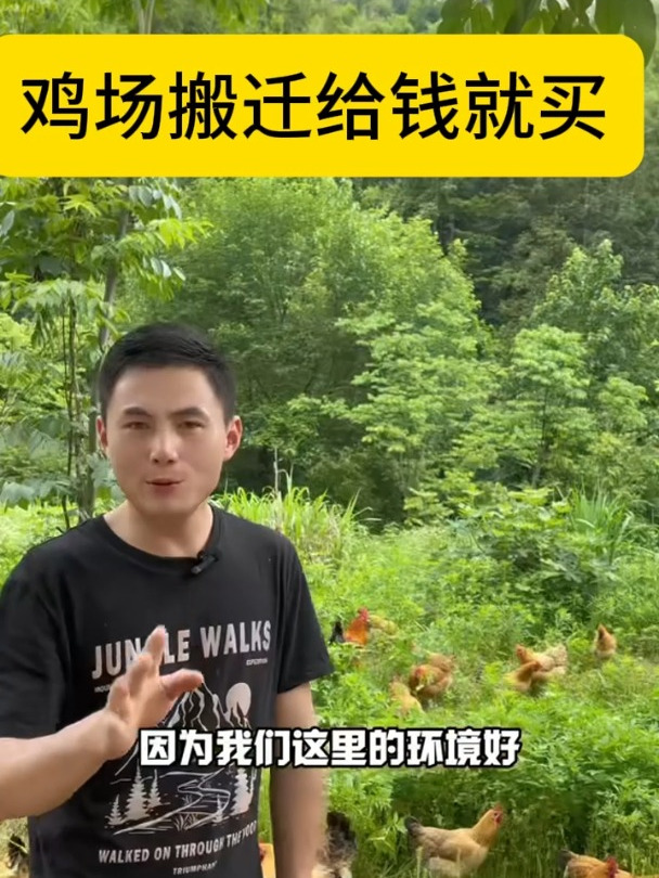 农家散养黄油老母鸡