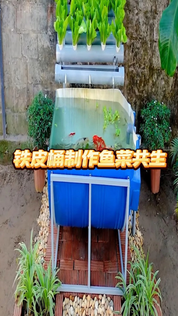 生活小妙招,教你用铁皮桶制作鱼菜共生鱼池,养鱼时还有新鲜蔬菜