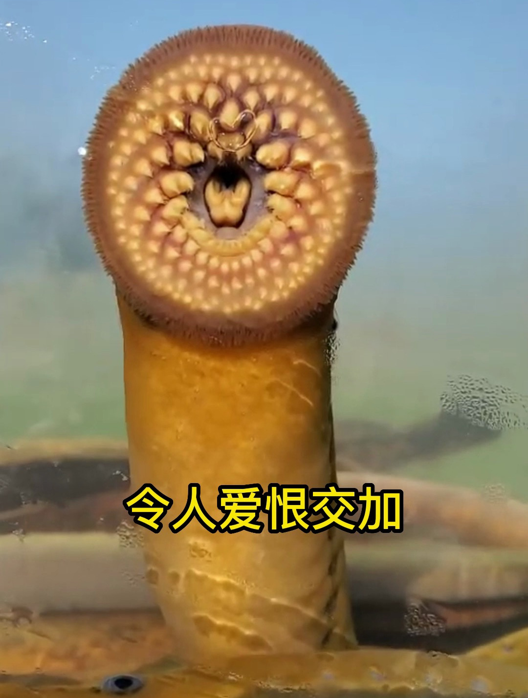 最古老的七腮鳗到底有多恐怖?生态教授一个视频告诉你!