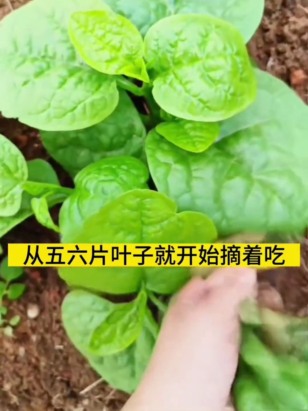 什么菜越摘长得越旺盛,就是这个大叶木耳菜,叶片肥厚营养丰富