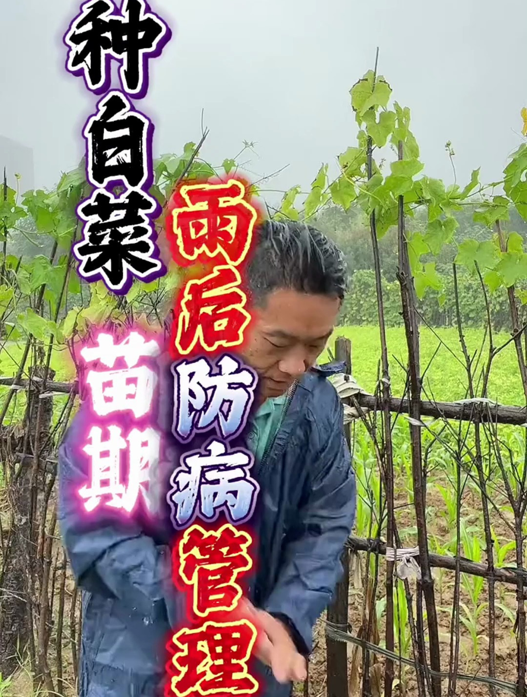 种白菜,苗期雨后防病害管理,病害管理用什么?