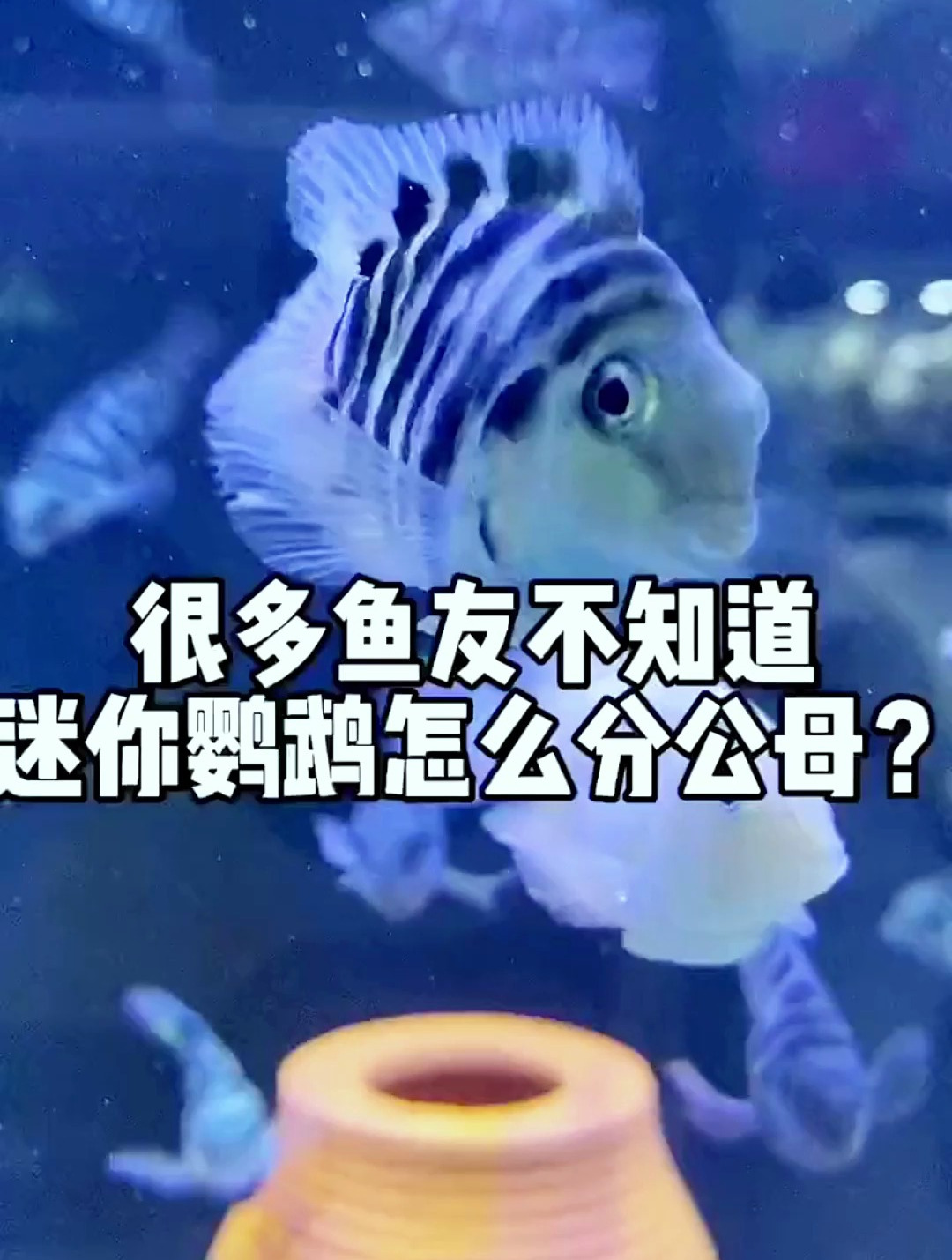 迷你鹦鹉鱼怎么分公母?老前辈教你三招辨别!总有一招能分辨!