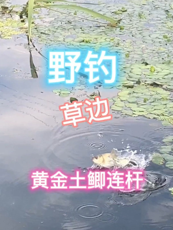 黄金土鲫连杆钓,真是漂亮