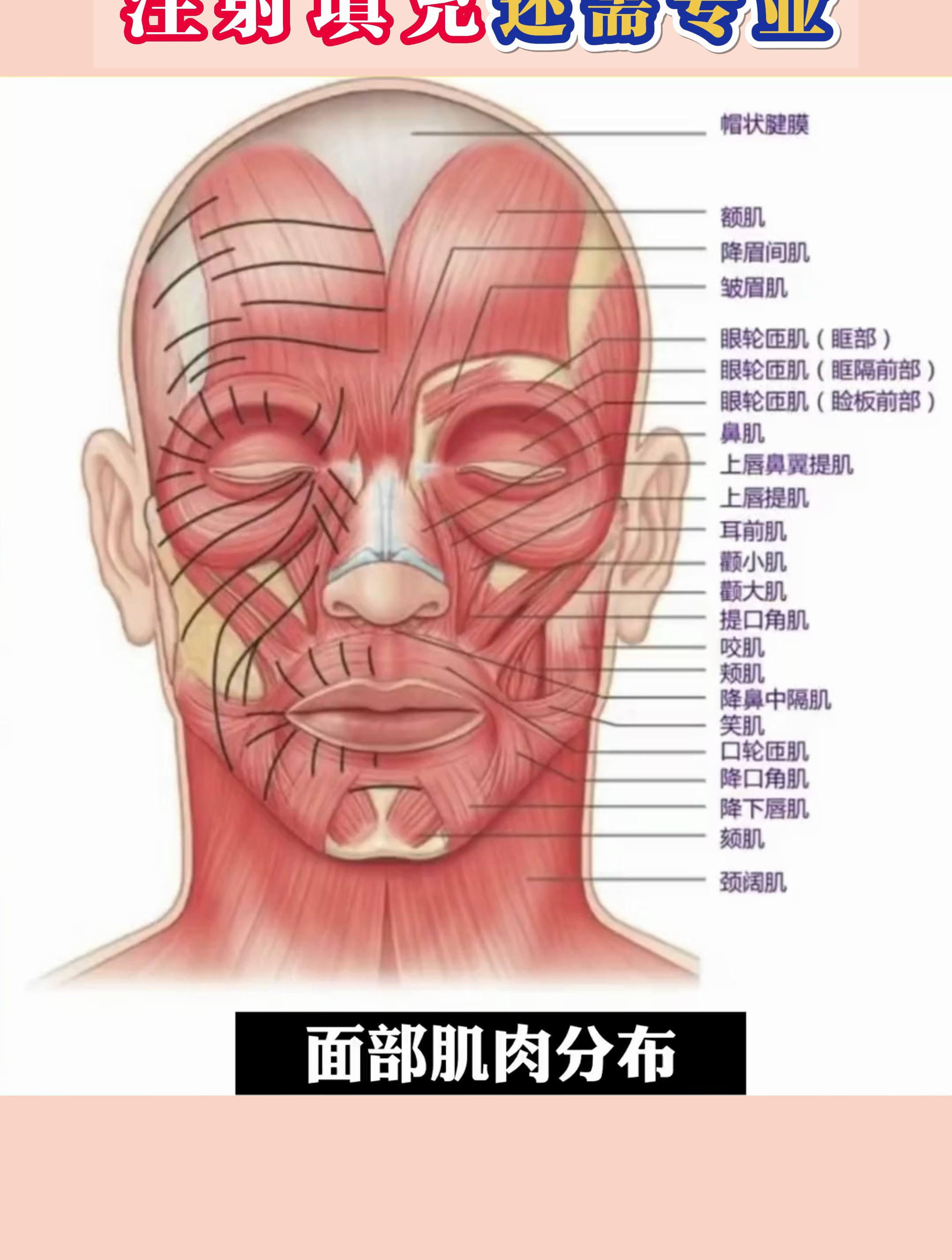 你以为注射很简单?看看这复杂的解剖图谱,注射填充还需专业!