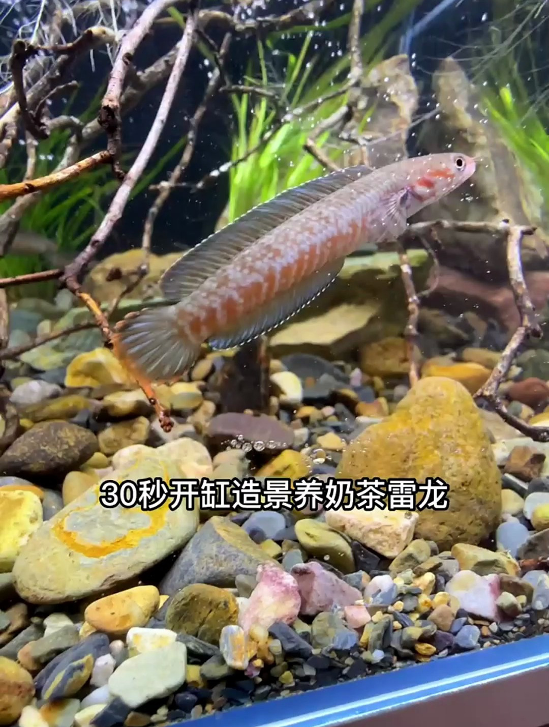 30秒开缸造景,养奶茶雷龙鱼,也适合其他小鱼哦