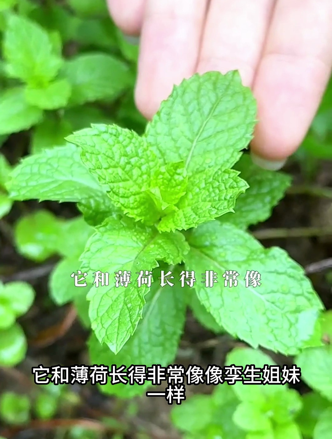 它常被错认为是薄荷,其实是留兰香,在饮料中见到的可能就是它!