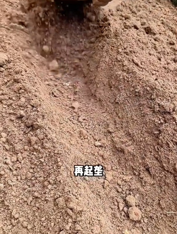 白菜怎么种?白菜种植方法每天分享蔬菜种植技巧传播农业小知识