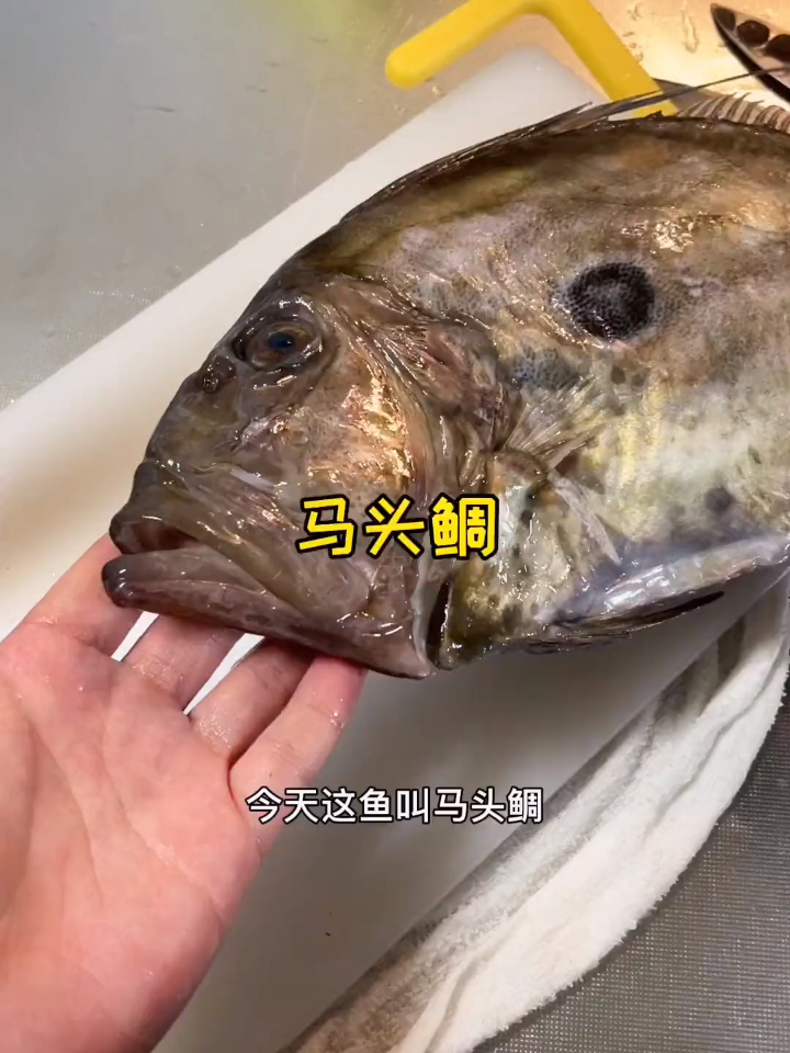 你们吃过北海道马头鲷吗,这鱼真磕碜
