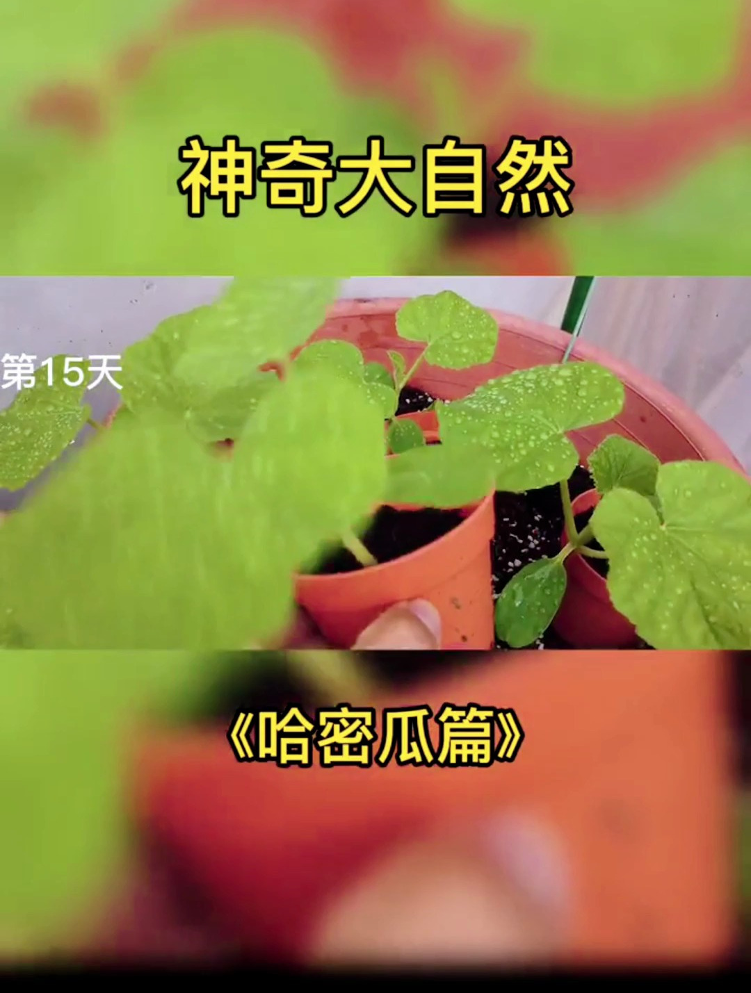 植物生长过程之哈密瓜