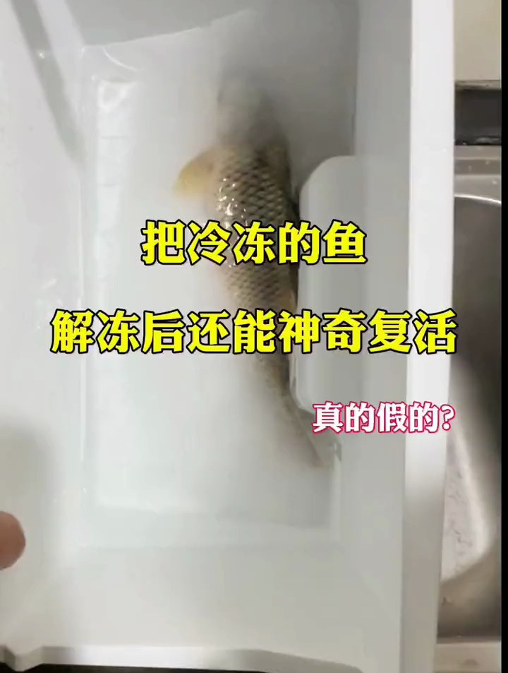 把冷冻的鱼解冻后还能神奇复活?