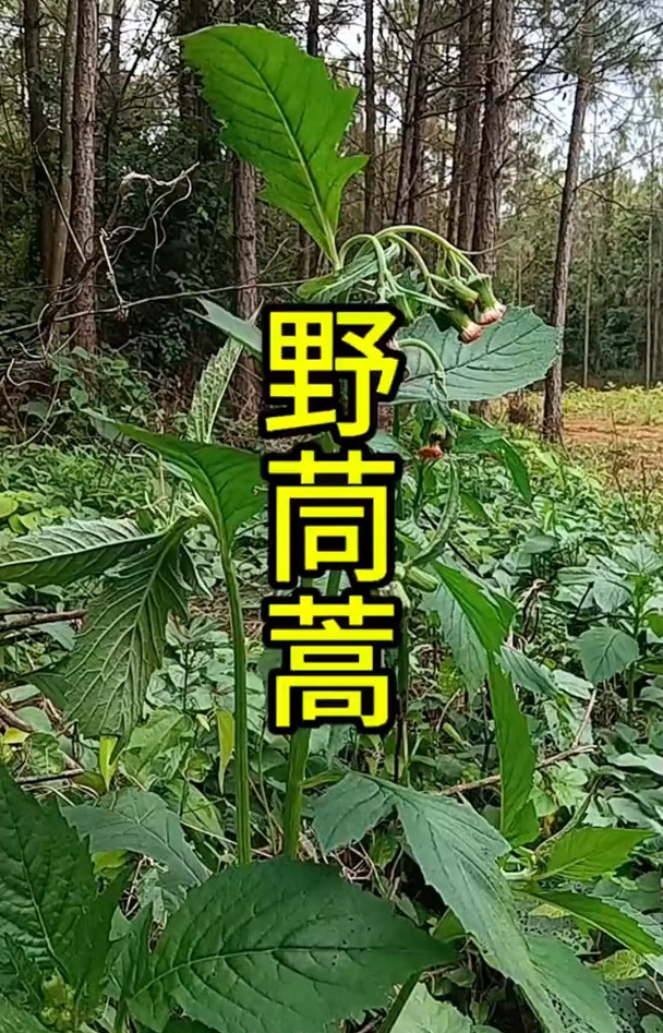 你吃过这种革命菜吗?