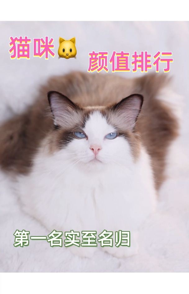 猫咪颜值排行!第一名实至名归～