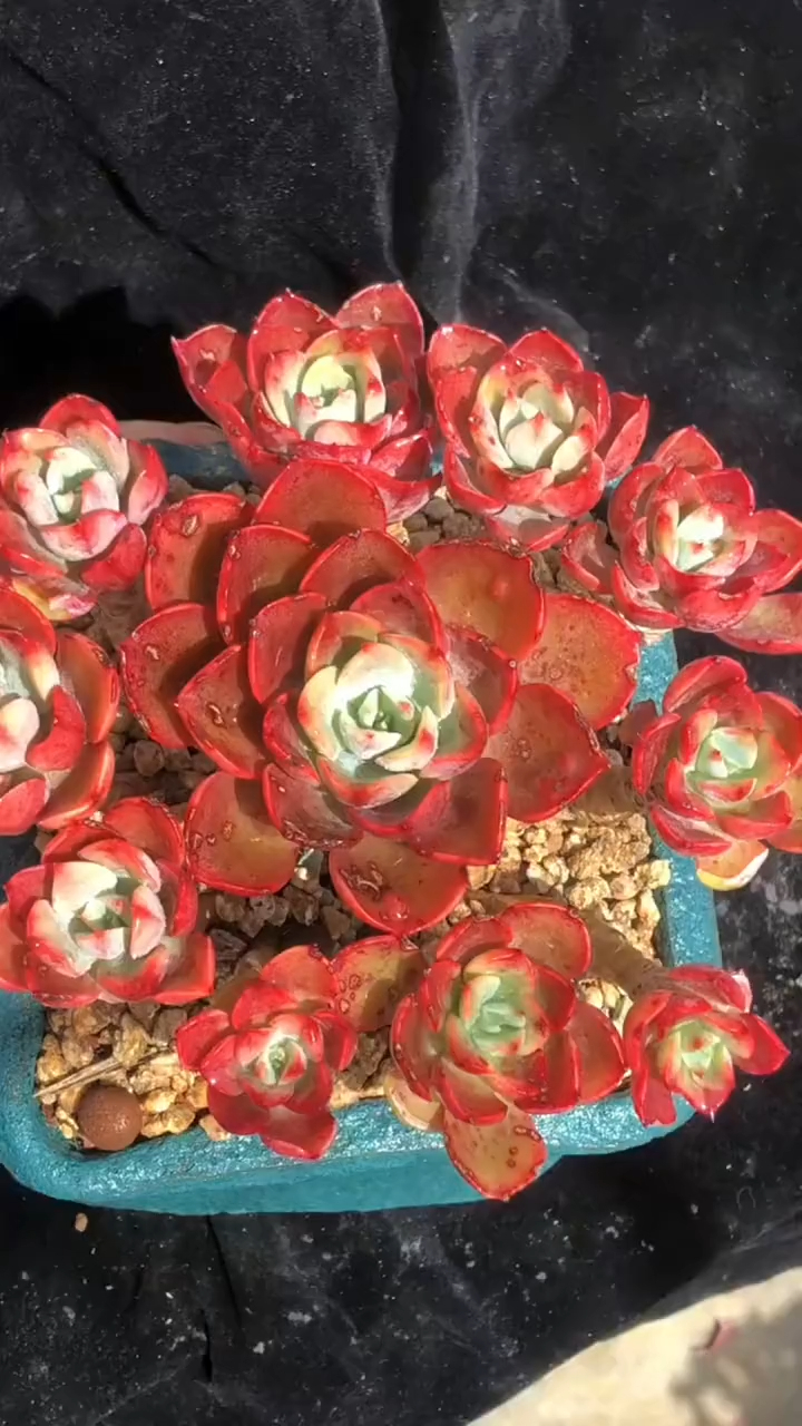 泪无痕和赫拉群生,精品多肉植物