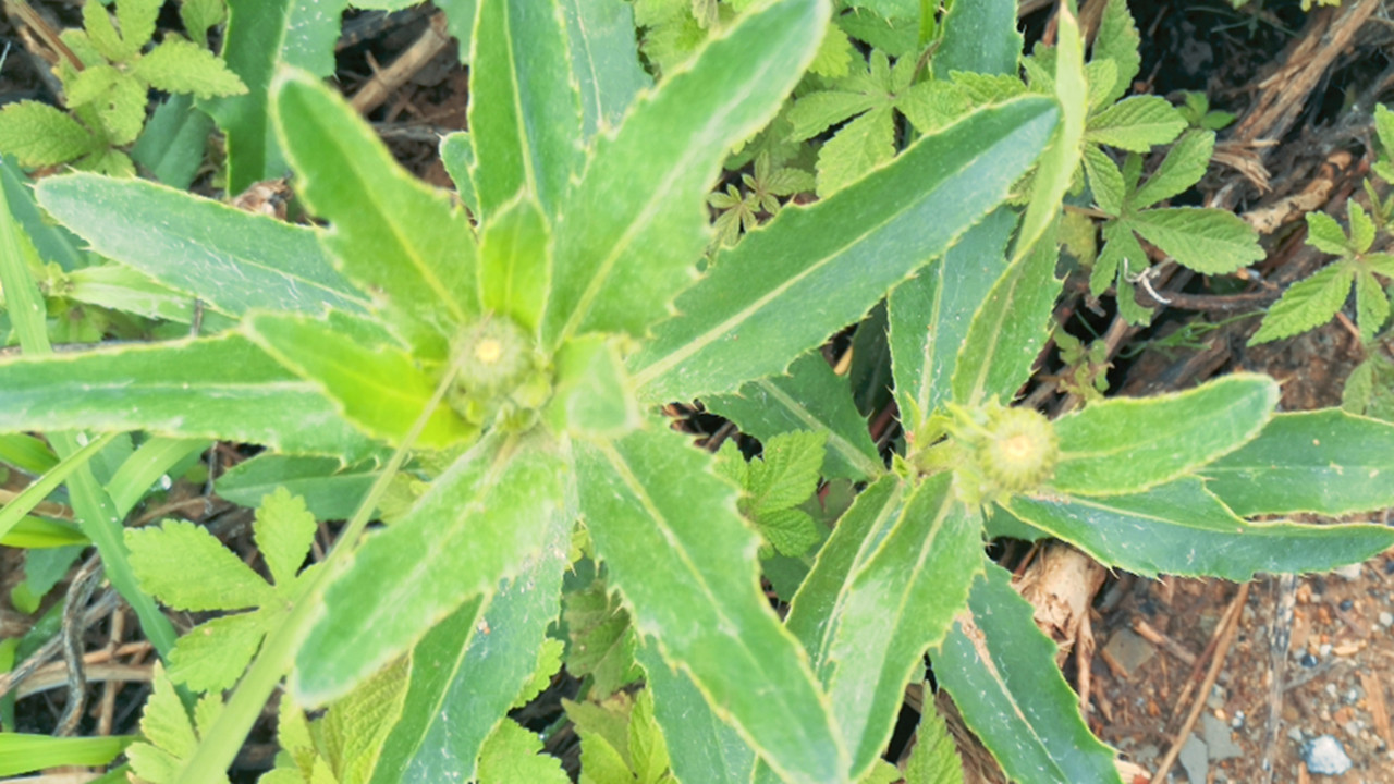 这种长刺的野菜,很多人躲着走,殊不知作用厉害了,教你简单做法