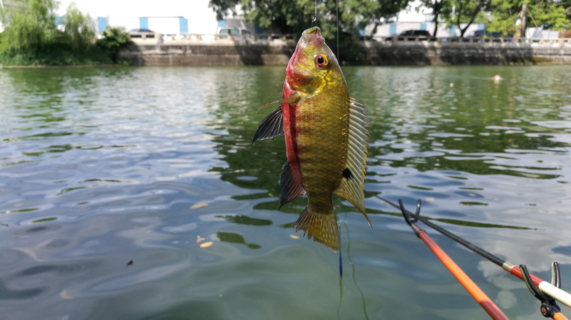 自制小鸡饲料饵野钓,频上漂亮的吉利慈鲷鱼,下次带回家做观赏鱼