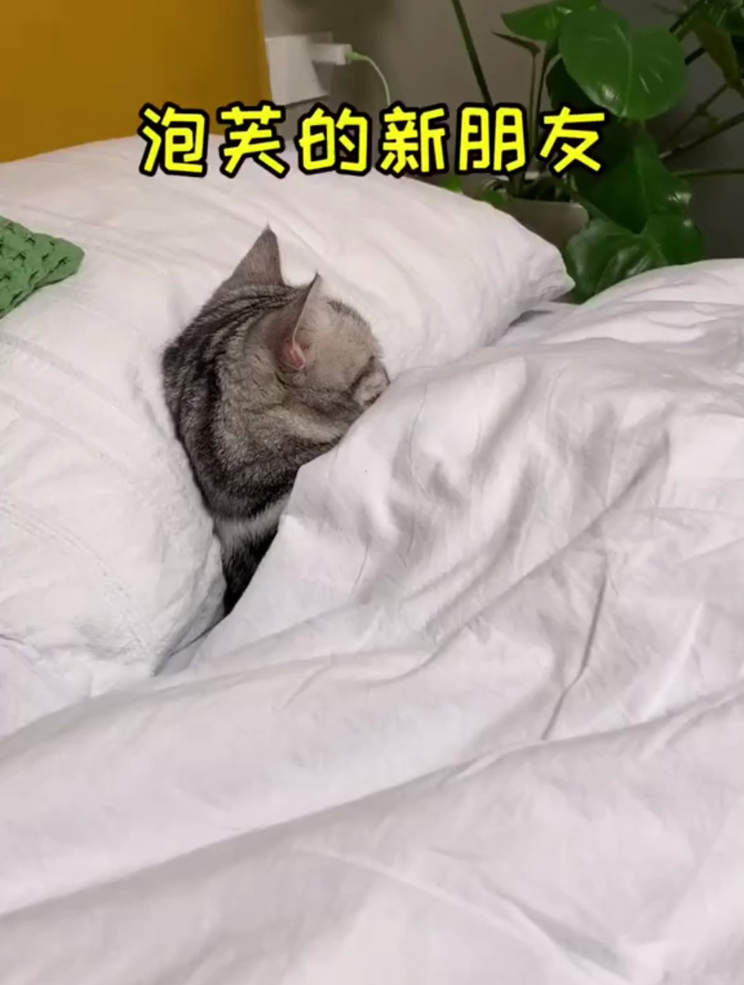 泡芙又有新的朋友了 还是没有逃过一顿喵喵拳