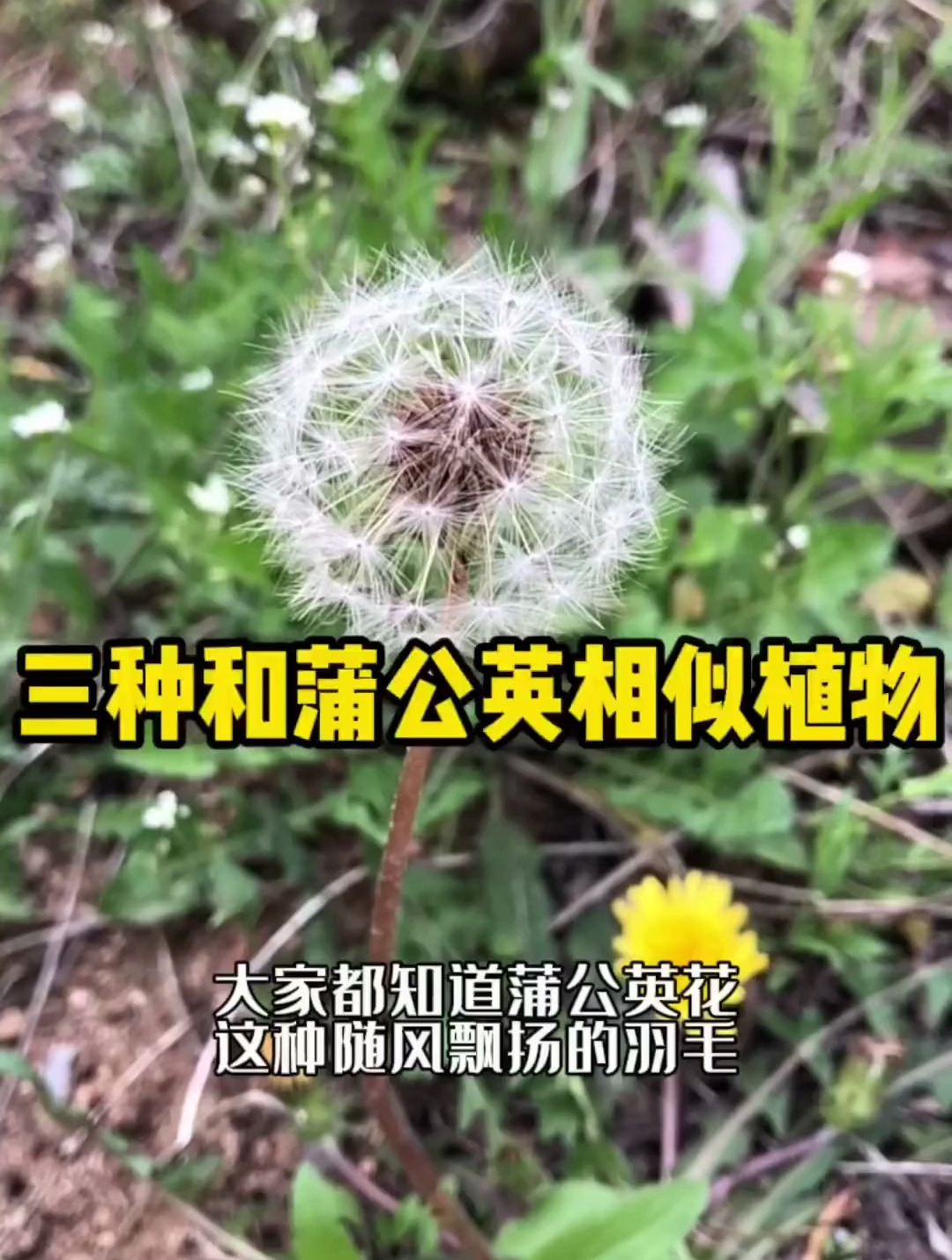 这种白色冠毛的植物,除了蒲公英还有很多,分析三种大家都认识吗