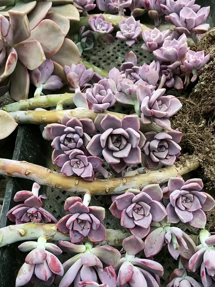 多肉植物养护小常识