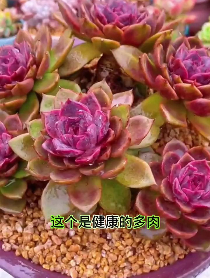 多肉为啥化水,怎么补救?