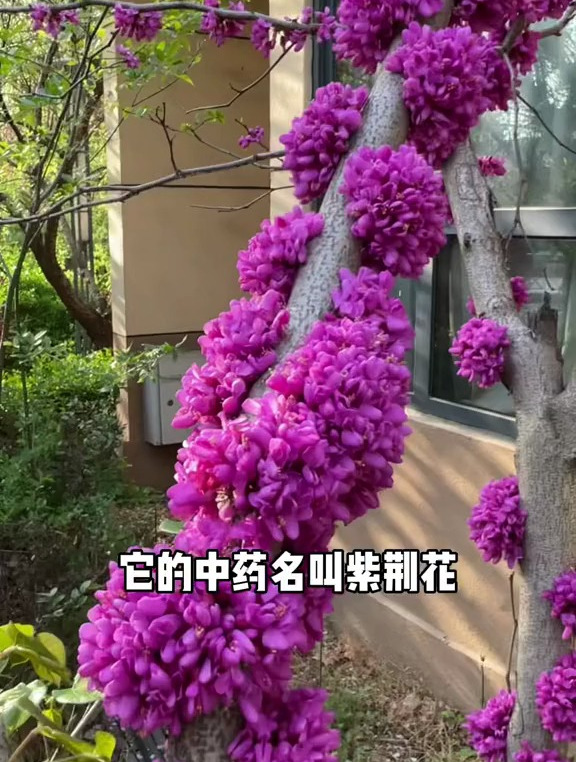 紫荆花又名满条红、紫花树、清明花等,它属于豆科落叶灌木