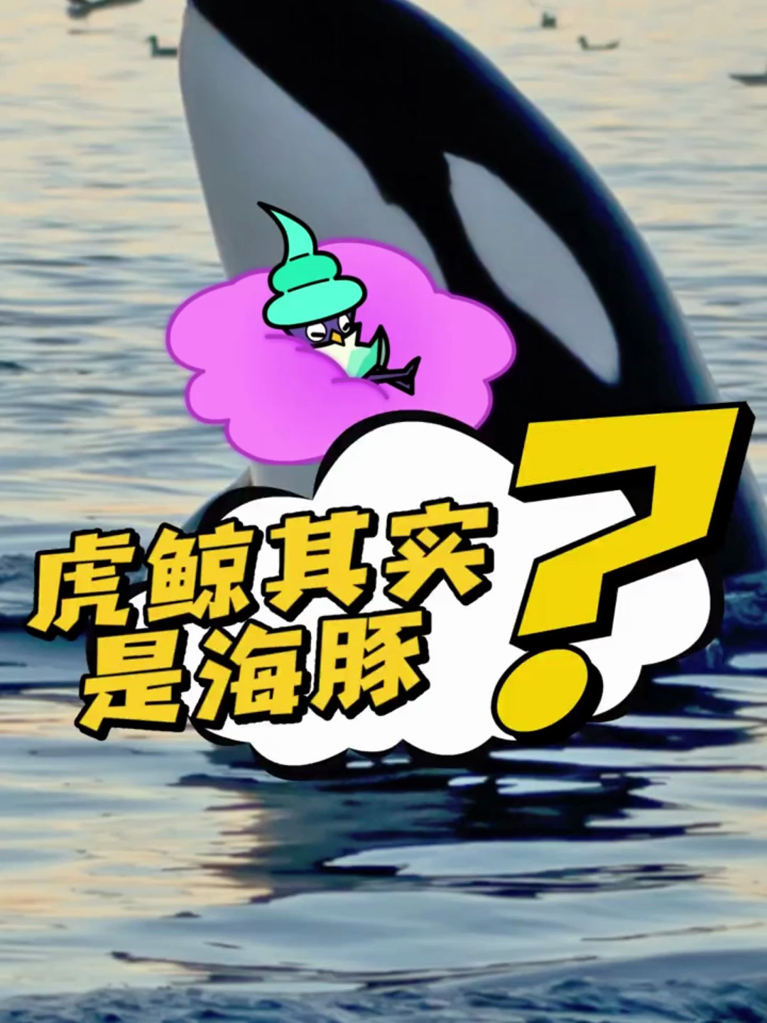 虎鲸其实是海豚?